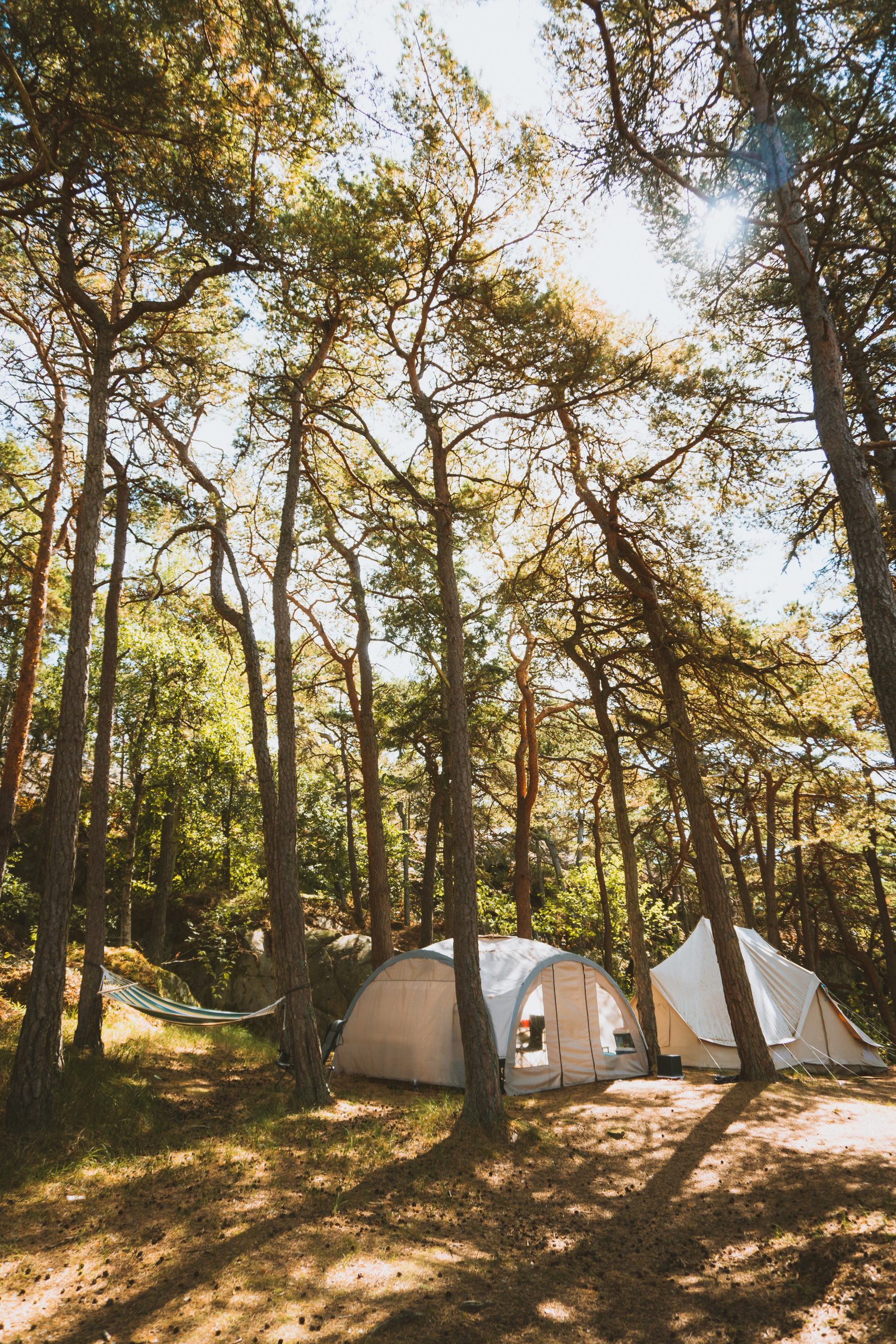 Vertical shot of some tents in the middle of a forest captured in Madeira, Portugal